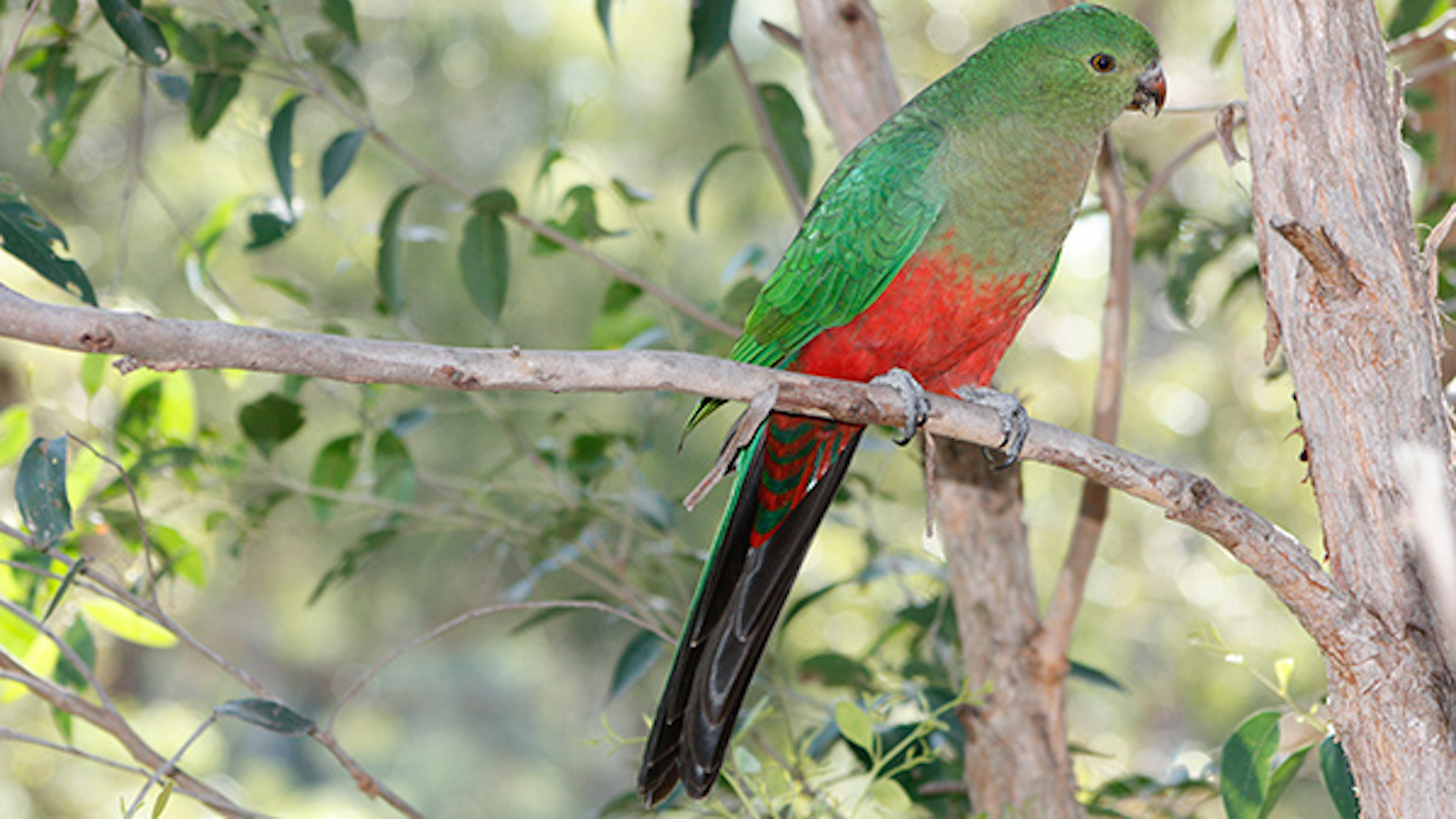 King Parrot - female