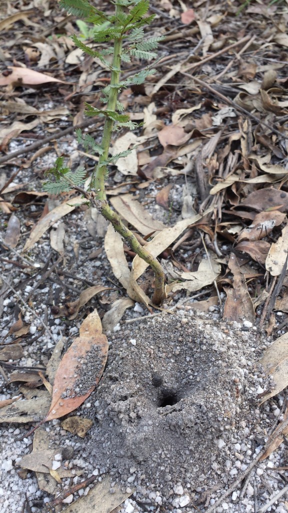 Black Wattle growing from an Ant Mound