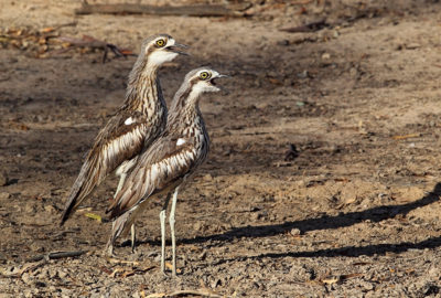 Bush Stone-curlew © Chris Tzaros