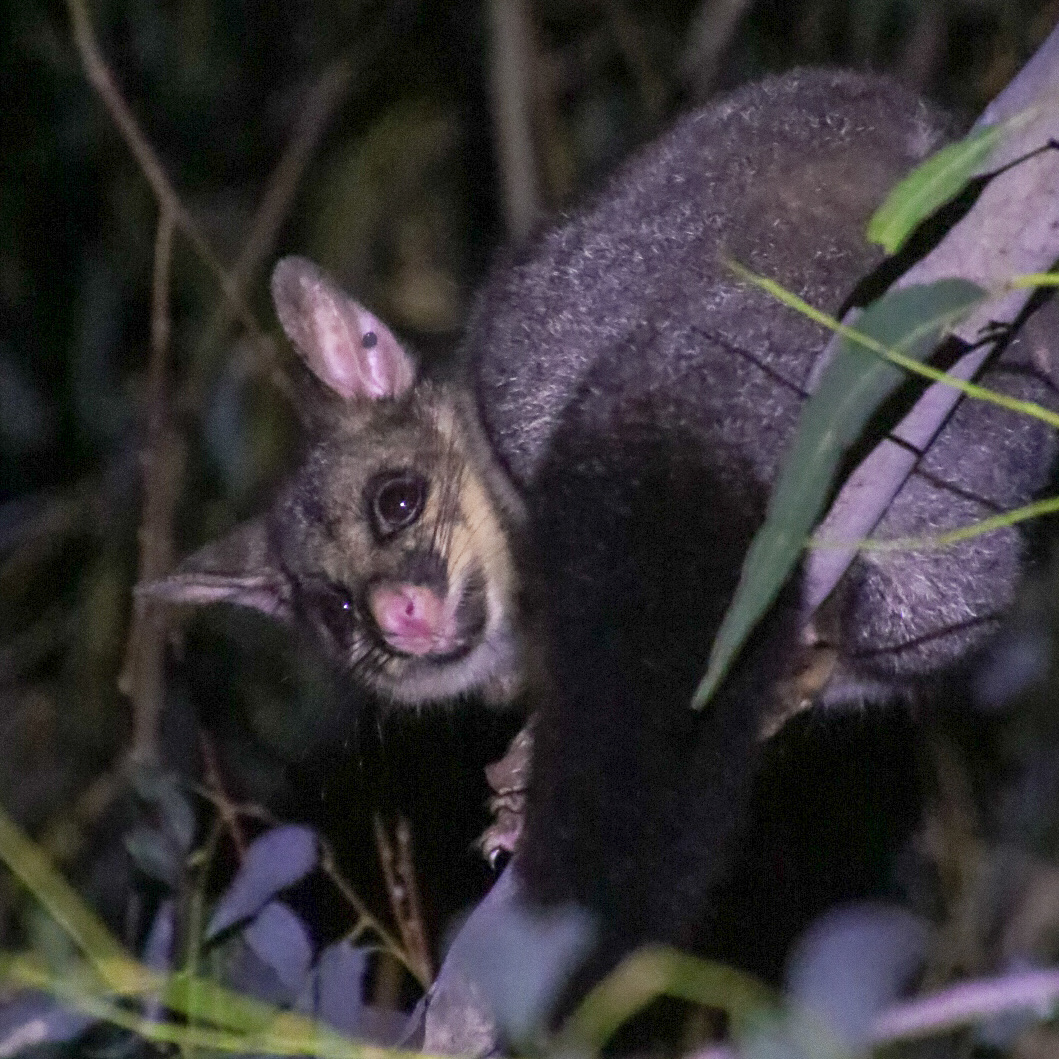 Brush-tailed possum
