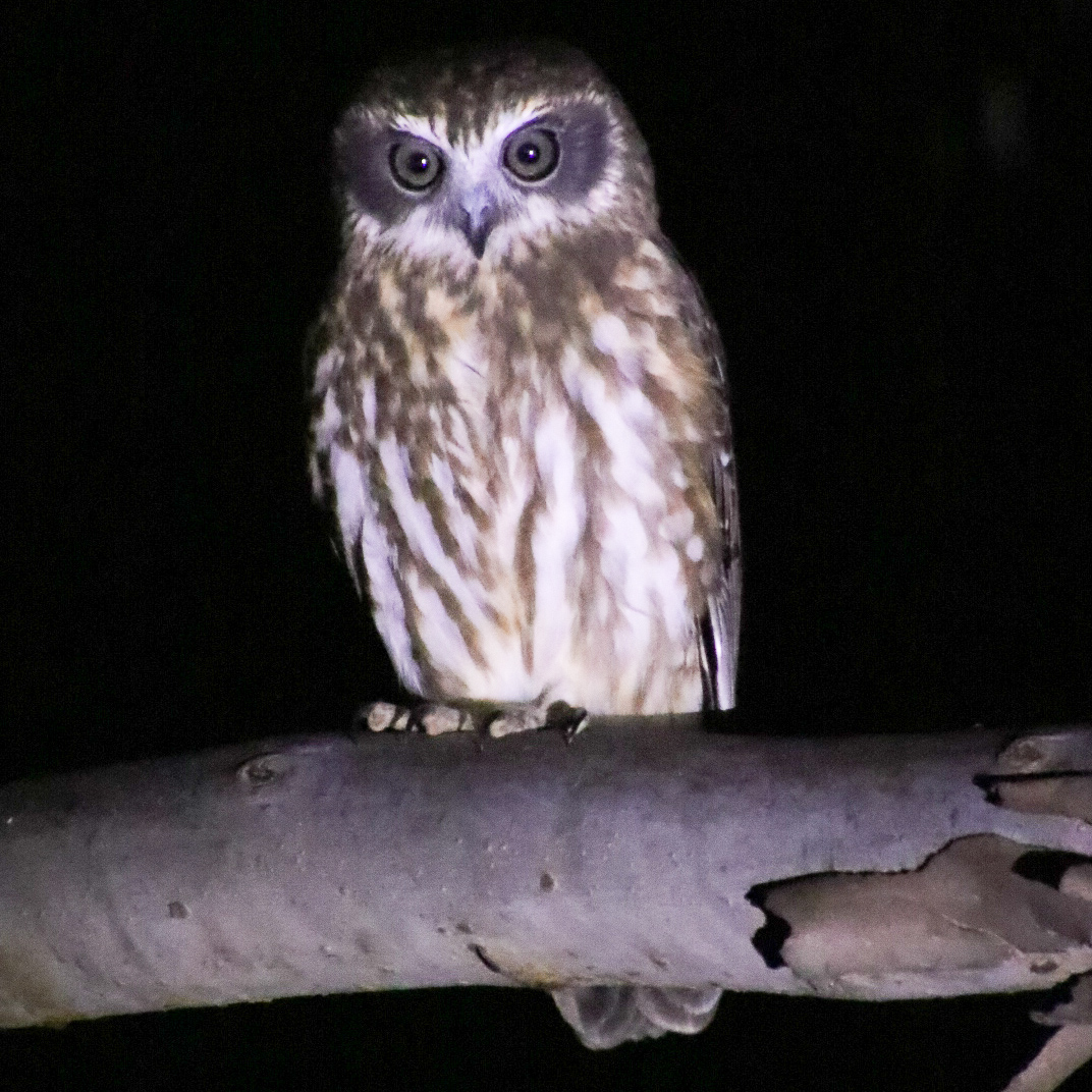 Southern boobook owl