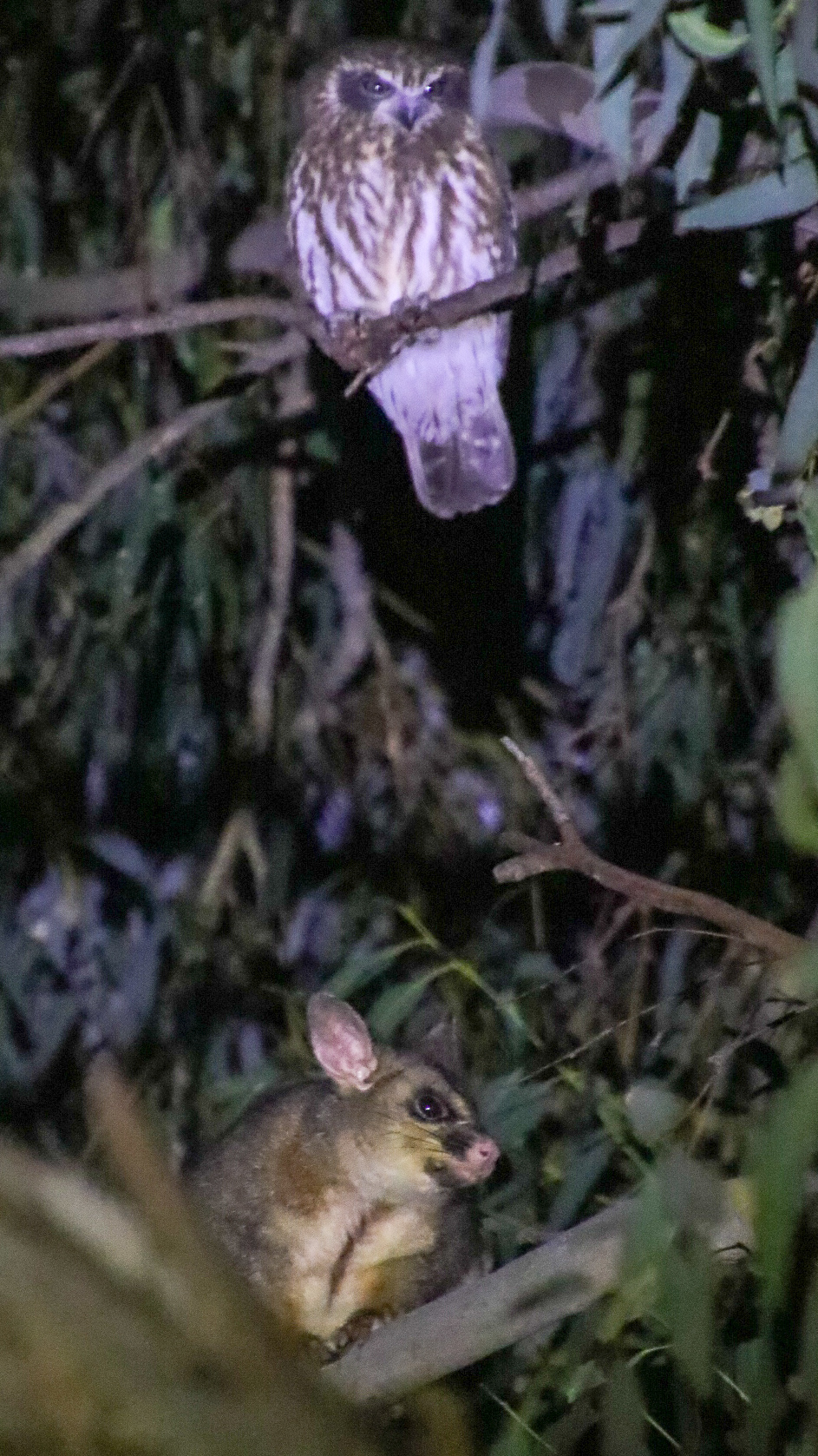 Unlikely company