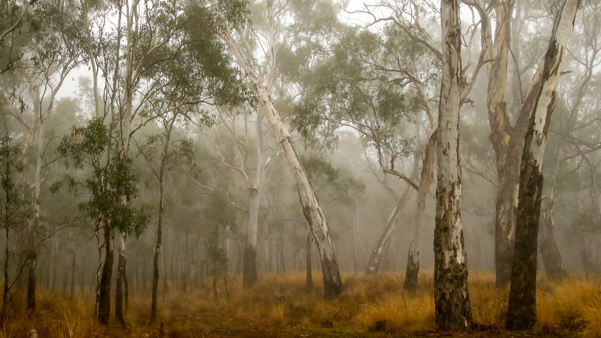 River Red Gum Forest in Fog © Kelly Coleman