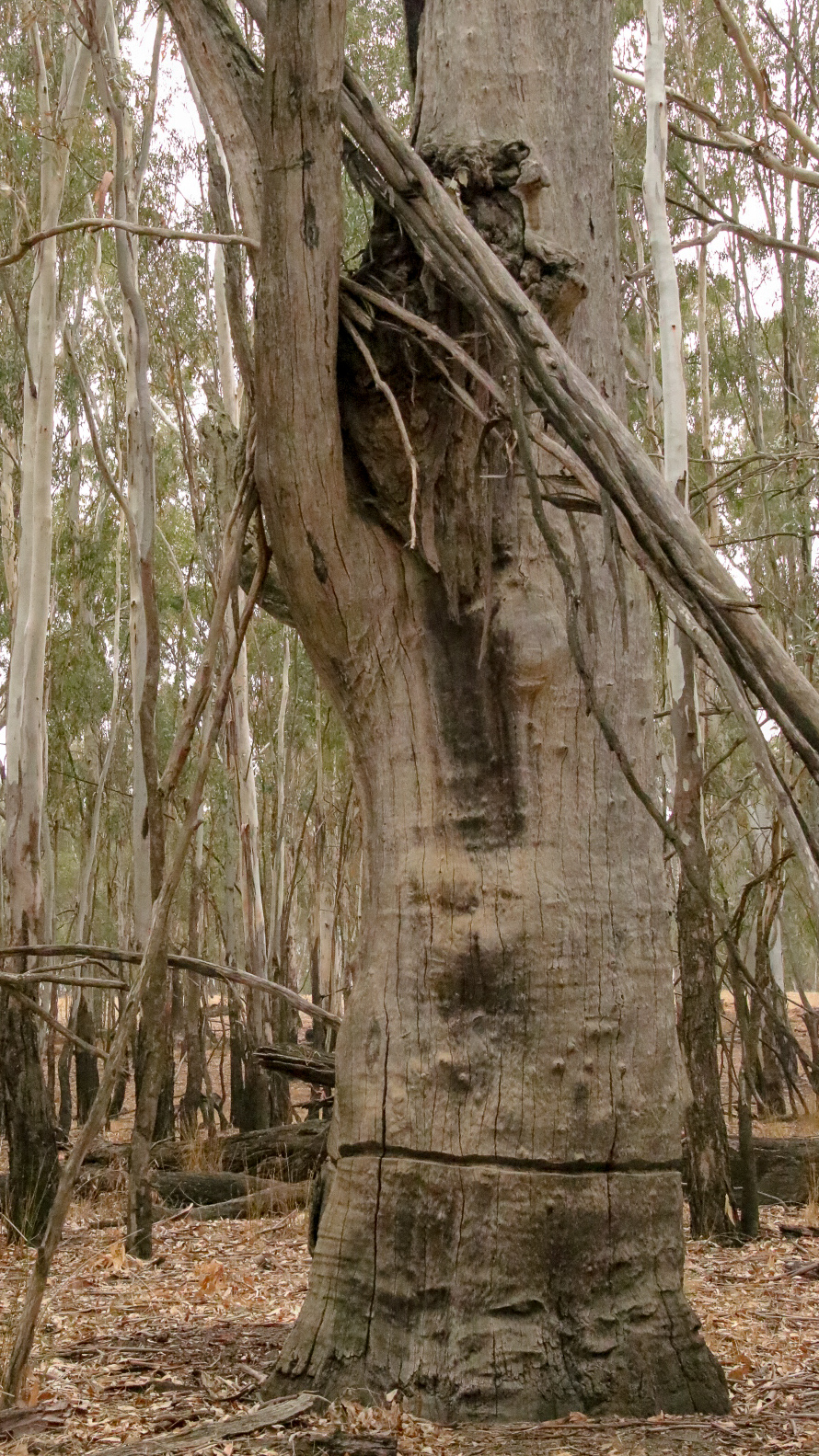 Ring-barked tree