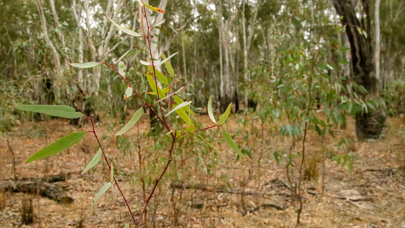 River red gum regeneration © Kelly Coleman