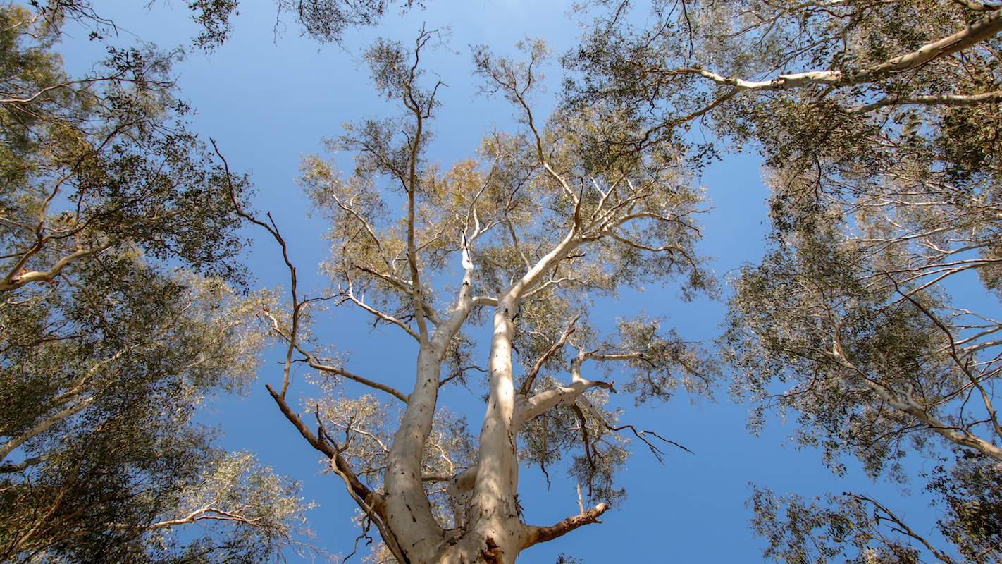 Tree tops in Barmah Forest © Kelly Coleman