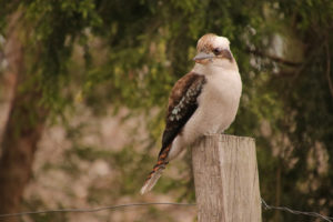Kookaburra
