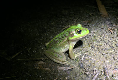 Southern bell frog