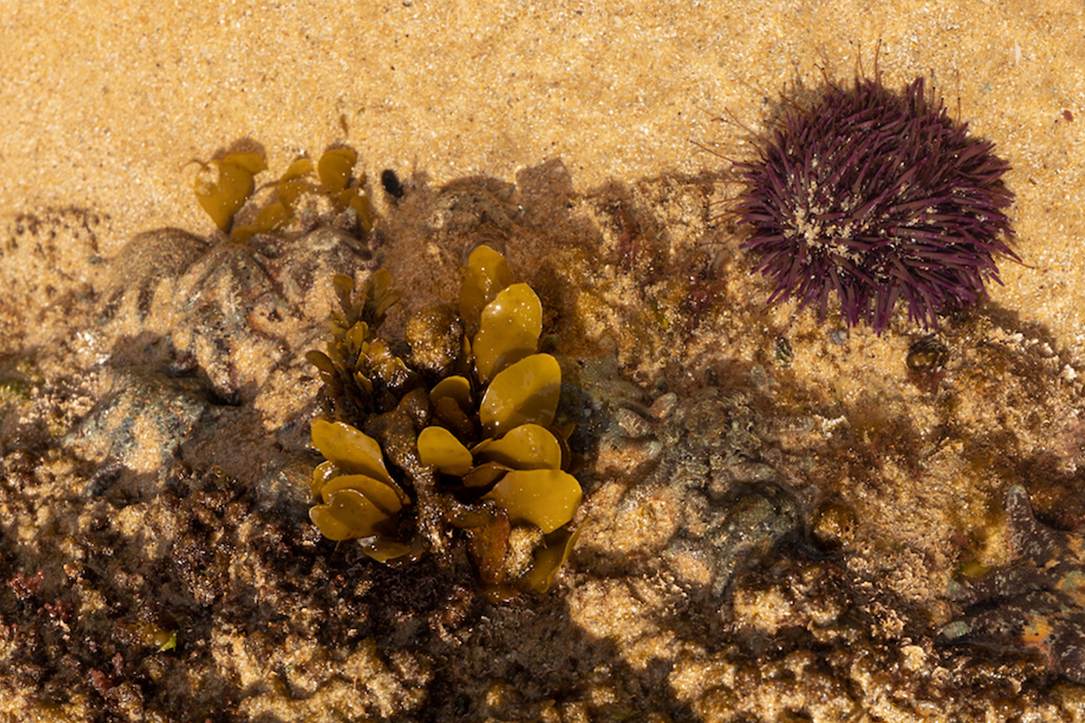 Life in the intertidal zone – PeeKdesigns Life in the intertidal zone – PeeKdesigns