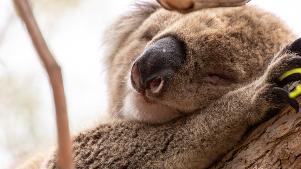Koala snooze