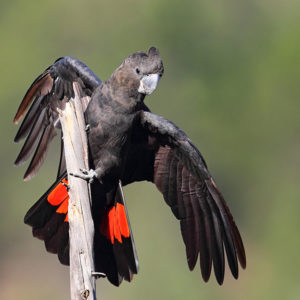 Glossy Black-Cockatoo © Chris Tzaros