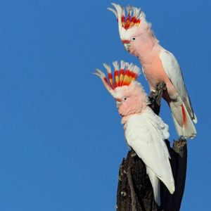 Major Mitchell's Cockatoo© Chris Tzaros