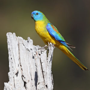 Turquoise Parrot © Chris Tzaros