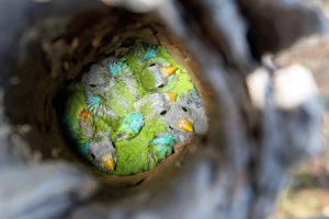 Project - Parrot of the Lower Lachlan Valley © Chris Tzaros