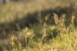 Rhodes Grass © Kelly Coleman