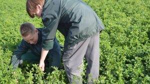 Kids in a patch of khaki weed