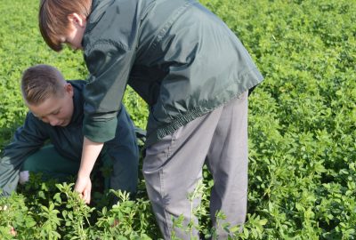 Kids in a patch of khaki weed