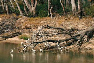 Water for the environment