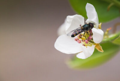 Hover bee on blossom © Kelly Coleman