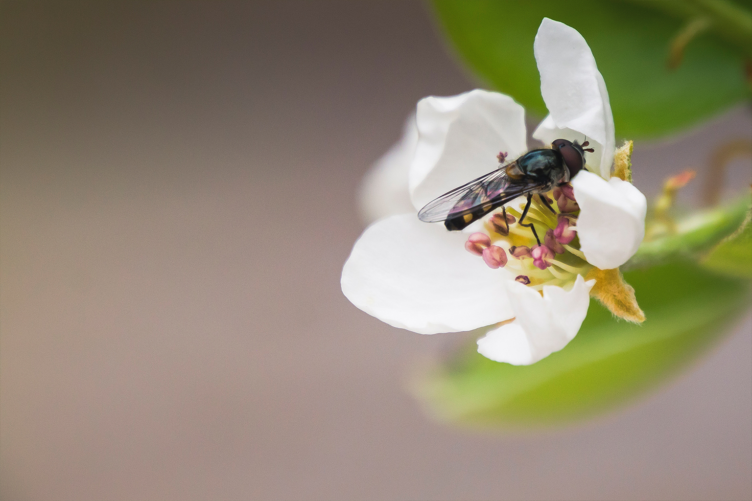 Hover bee on blossom © Kelly Coleman