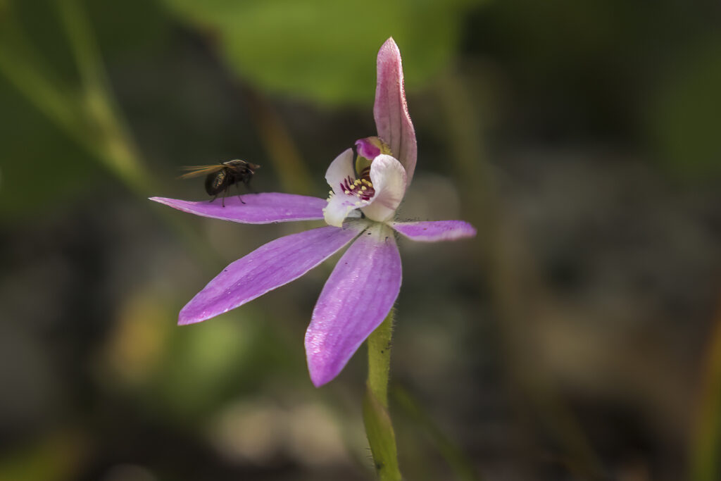 Pink fingers - Caladenia carnea © Kelly Coleman