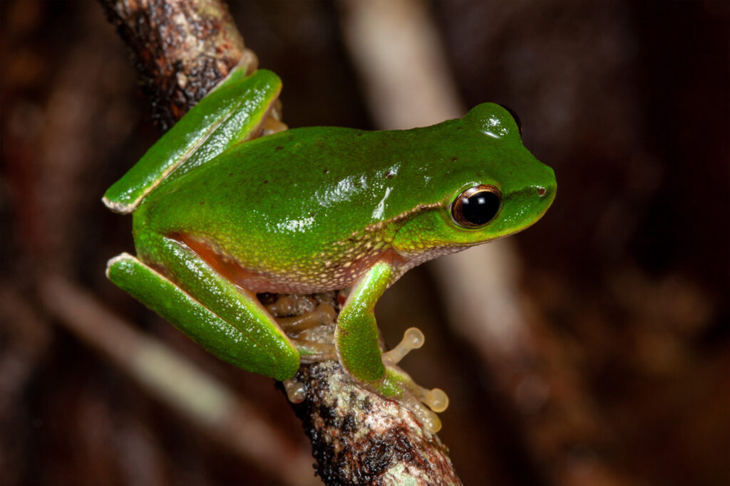 Frogs of the Hunter Region