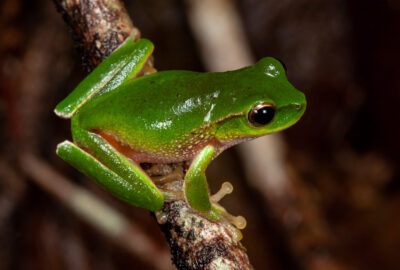 Frogs of the Hunter Region