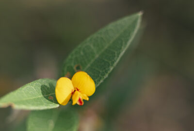 Small-leaved flat-pea © Kelly Coleman