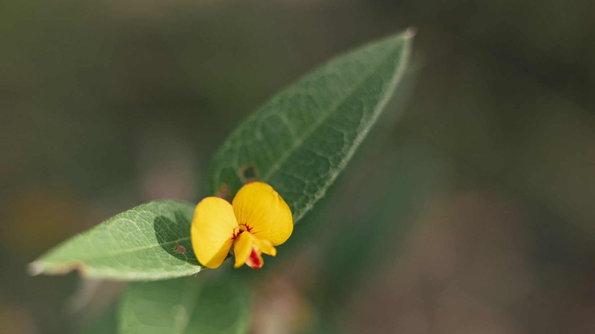 Small-leaved flat-pea © Kelly Coleman
