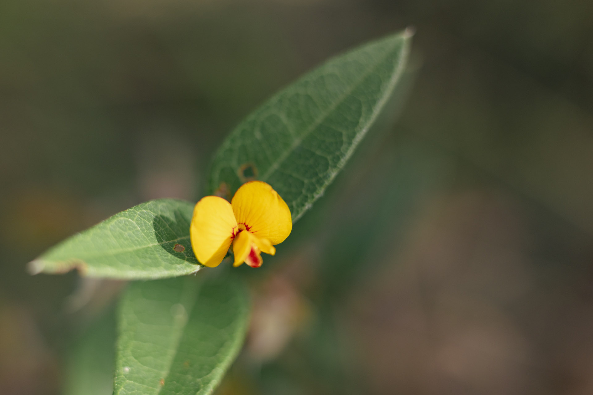 Small-leaved flat-pea © Kelly Coleman