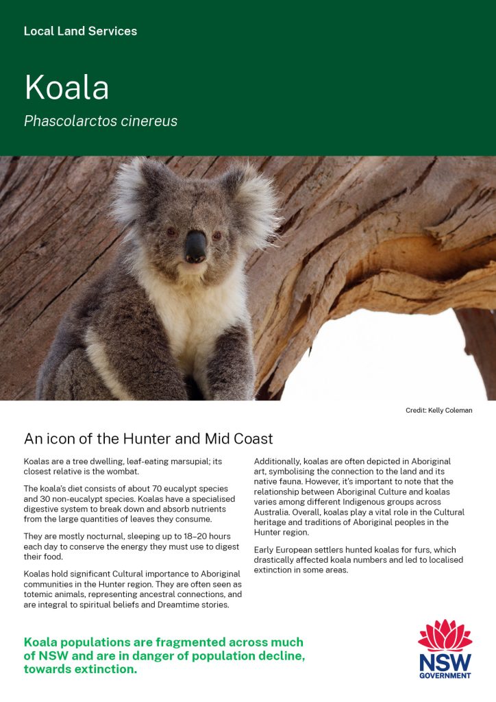Koala brochure cover