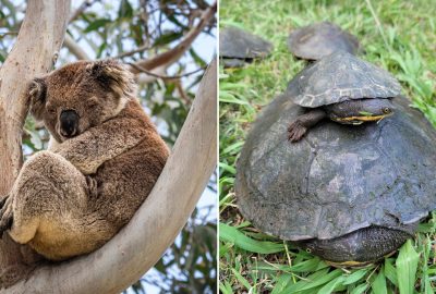 Threatened Species Brochures