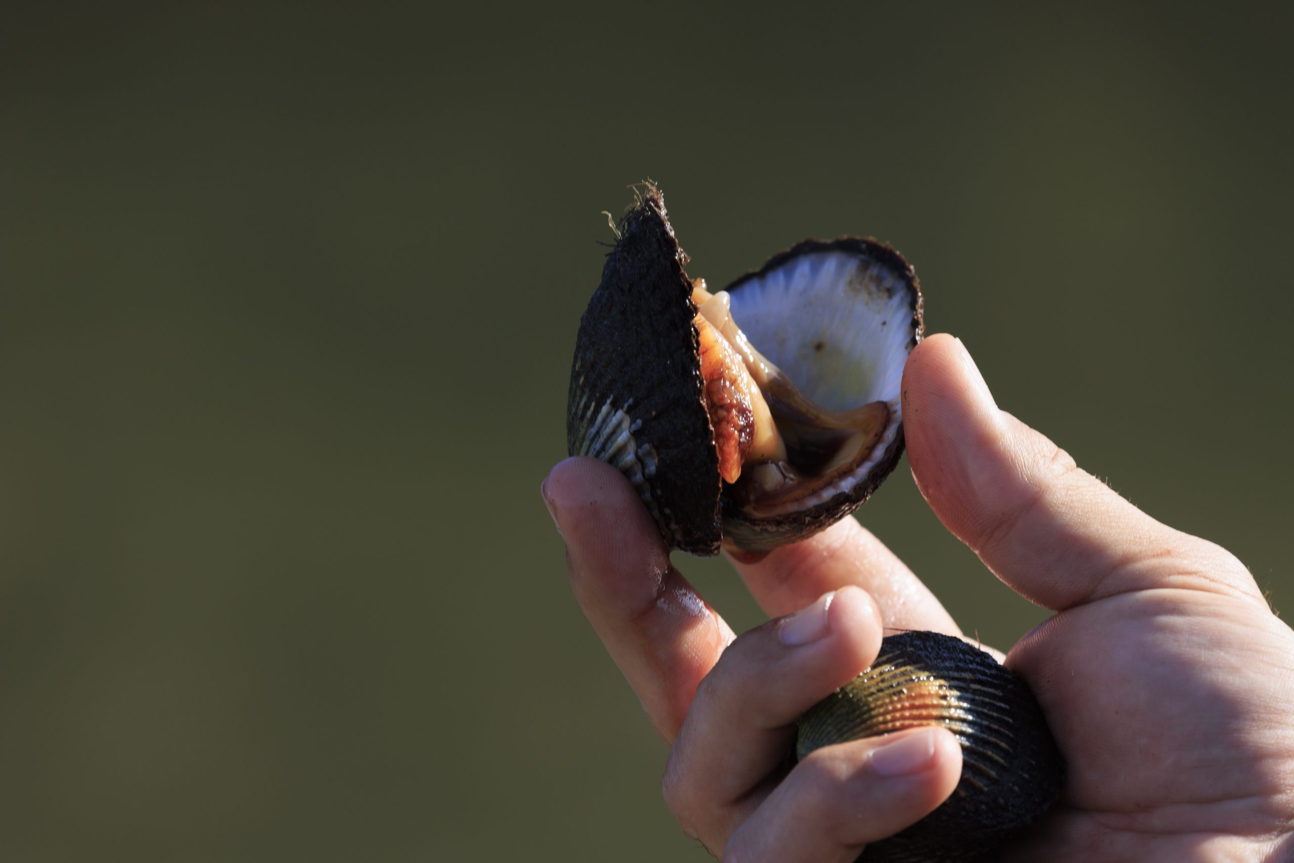 Interactive Resources