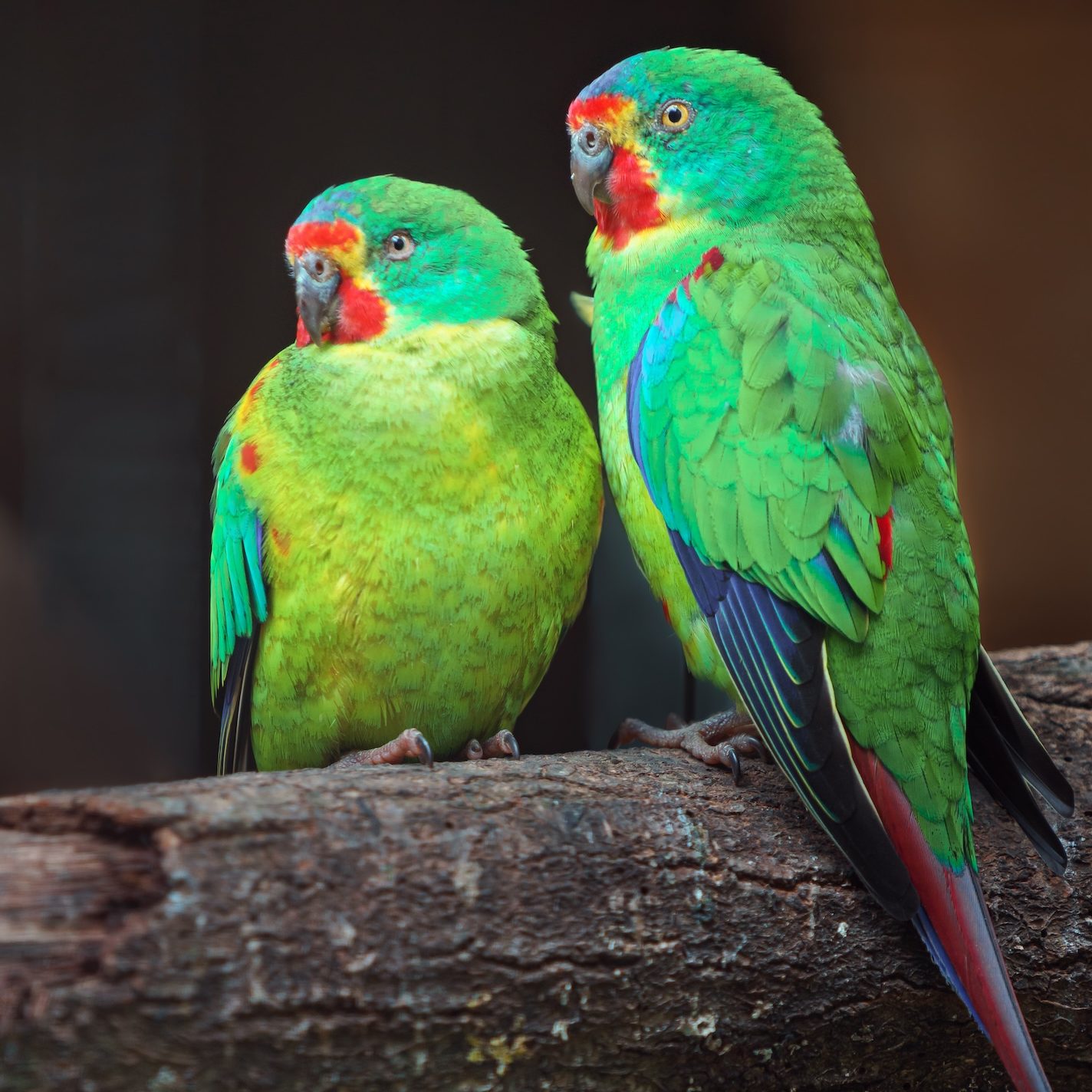 Swift parrots sitting on branch