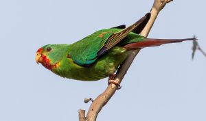 Swift Parrot resting on tree branch
