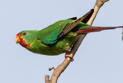 Swift Parrot resting on tree branch
