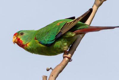 Swift Parrot resting on tree branch