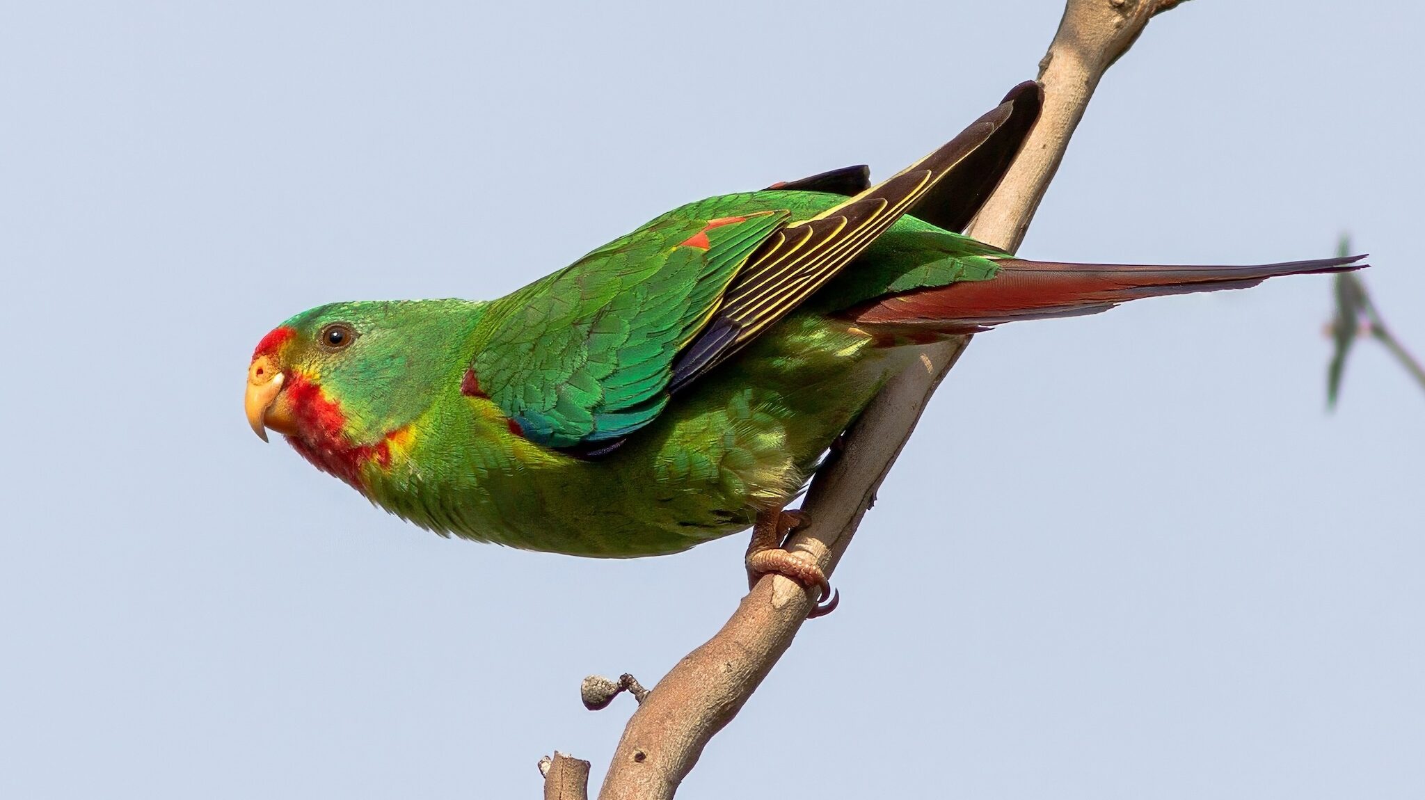 Swift Parrot resting on tree branch