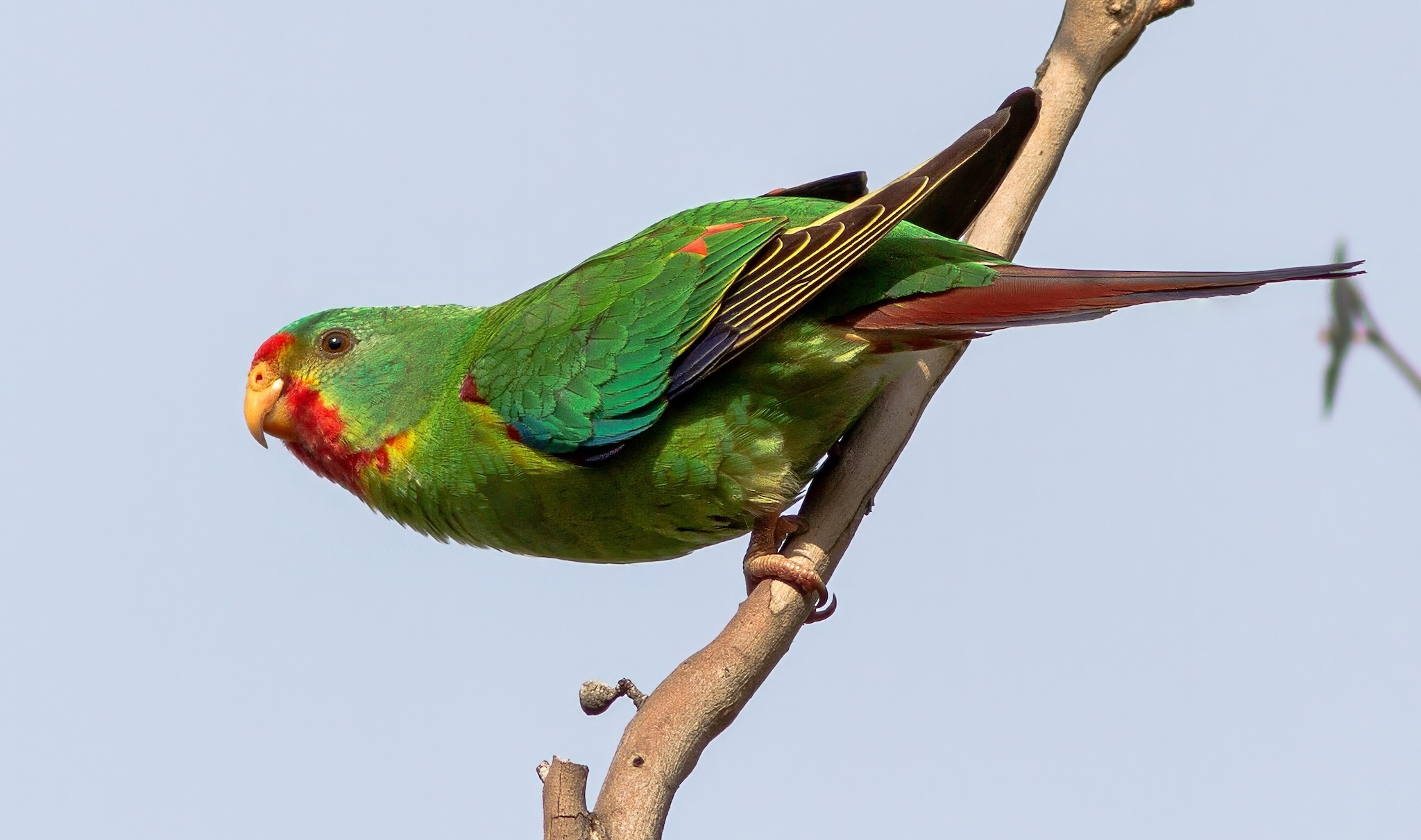 Swift Parrot resting on tree branch