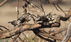 Grey-crowned babblers © Dave Smith