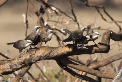 Grey-crowned babblers © Dave Smith